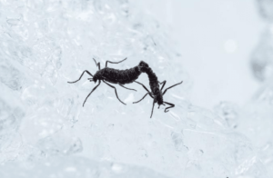 Survival Strategies of Antarctic Midge