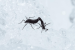 Survival Strategies of Antarctic Midge
