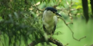 What is Biodiversity Leak?