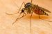 Zika Virus Surge in Maharashtra