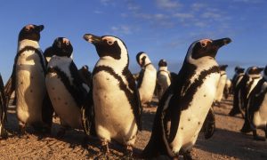African Penguin Conservation in South Africa