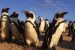 African Penguin Conservation in South Africa