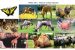 Animal Genetic Resources