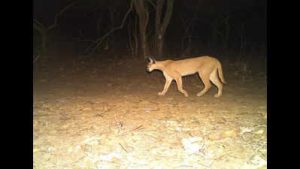 Caracal in Mukundra Hills Tiger Reserve