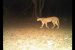Caracal in Mukundra Hills Tiger Reserve