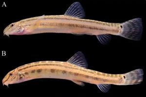 Cobitis Beijingensis