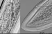 Crassolabium dhritiae