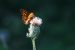 Declining Butterfly Populations in America