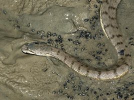 Dog-Faced Water Snake