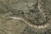 Dog-Faced Water Snake