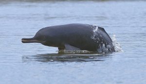 Ganges River Dolphin Population Estimate