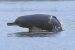Ganges River Dolphin Population Estimate