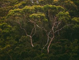 Gaps in Forest Finance