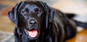 Genetic into Obesity in Labrador Retrievers
