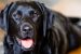 Genetic into Obesity in Labrador Retrievers