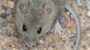 Hantavirus