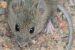 Hantavirus