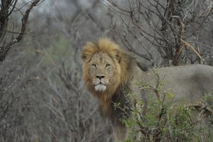 IUCN on Threats to Fungi, Lions, and Frankincense Trees