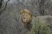 IUCN on Threats to Fungi, Lions, and Frankincense Trees