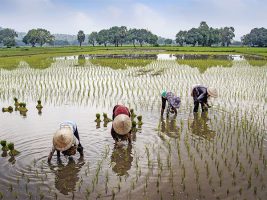 India Achieves Milestone with 10,000 FPOs