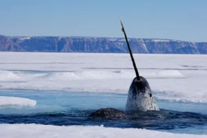Narwhal’s Hunting Behaviour