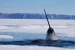 Narwhal’s Hunting Behaviour