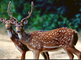 National Board for Wildlife