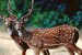 National Board for Wildlife