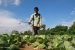 Need for Fertilizer Subsidy Reforms in India