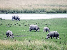 Nepal’s Rhino Census Faces Uncertainty