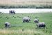 Nepal’s Rhino Census Faces Uncertainty