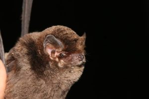 New Species Discoveries in India and Sri Lanka