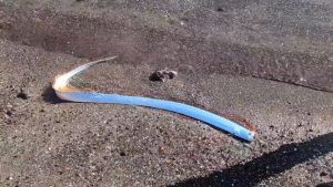 Oarfish Spotted in Mexico