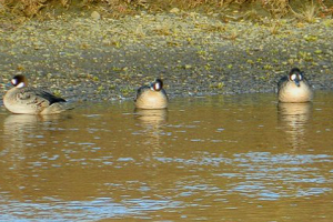 Ramsar Award for ‘Wetland Wise Use’