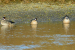 Ramsar COP15 Advances Global Wetland Conservation Efforts