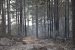 SC’s Directive on Forest Conservation Efforts
