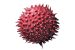 Swine Flu Surge in India