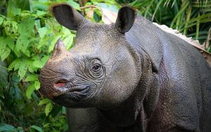 Taxonomic Revision of the Javan Rhino
