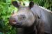 Taxonomic Revision of the Javan Rhino
