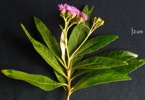 Uniyala Keralensis