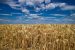 Wheat and Sugar Crop Outlook for 2025