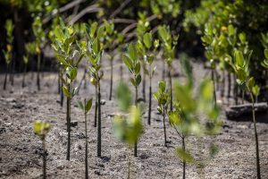 AIM4NatuRe Initiative