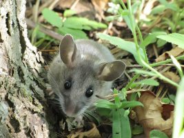 Black Rat as Primary Carrier of Hantavirus
