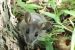 Black Rat as Primary Carrier of Hantavirus
