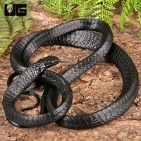 Coal Black Tree Snake