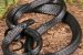 Coal Black Tree Snake