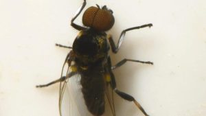 DNA Barcoding for River Blindness Management