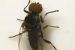 DNA Barcoding for River Blindness Management