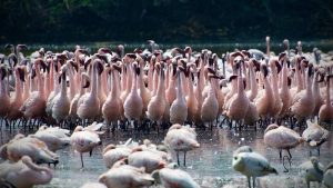 DPS Flamingo Lake Designated as Conservation Reserve
