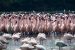 DPS Flamingo Lake Designated as Conservation Reserve